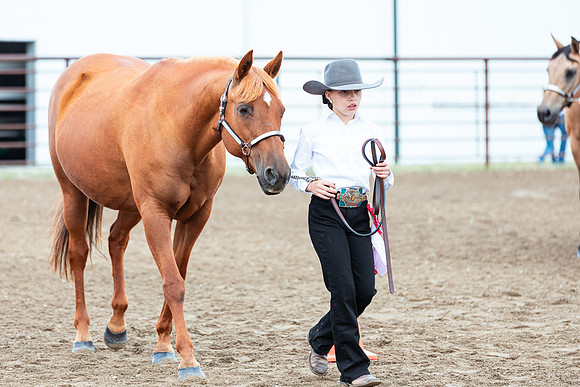 HORSE131