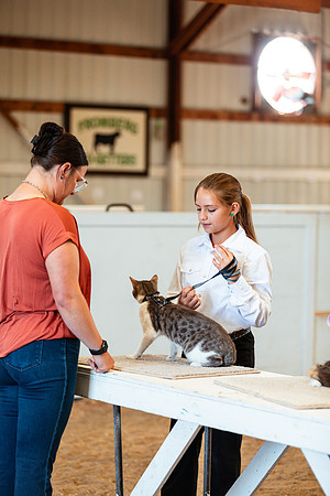 CATSHOW7