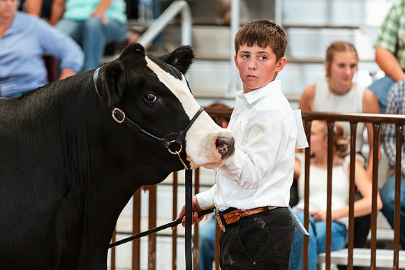 BEEF SHOWMANSHIP37