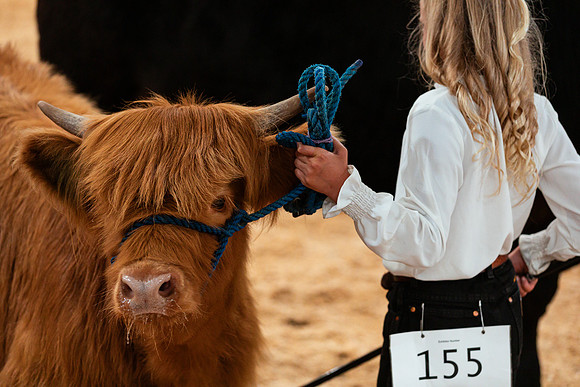 BEEF SHOWMANSHIP54