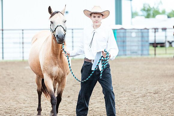 HORSE82