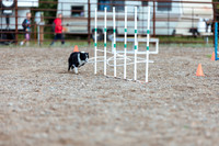 DOG17