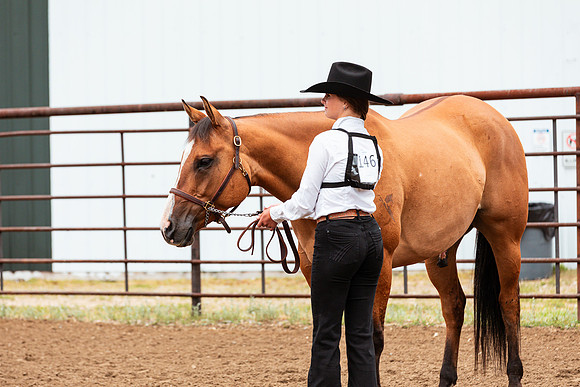HORSE23