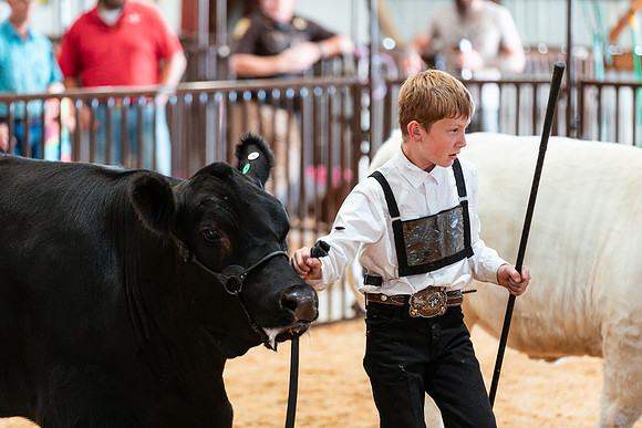 BEEF SHOWMANSHIP21