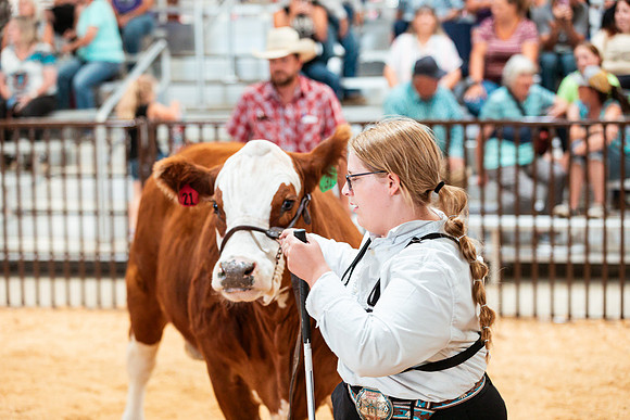 BEEF SHOWMANSHIP8