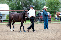 HORSE14
