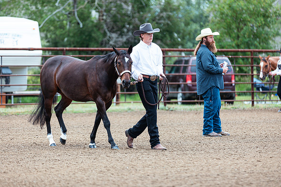 HORSE14
