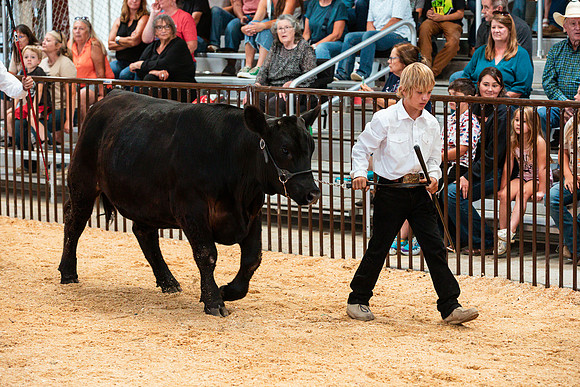 BEEF36