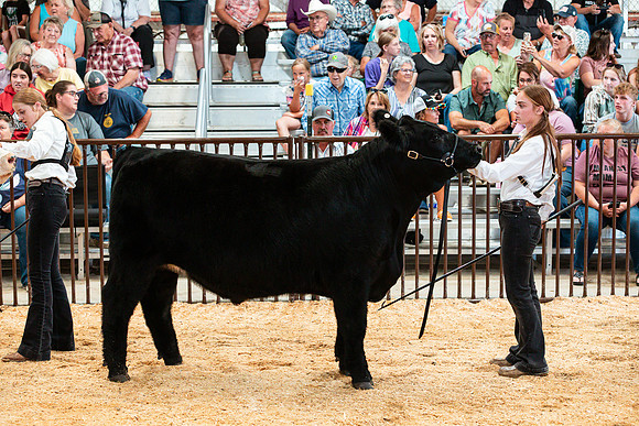 BEEF29