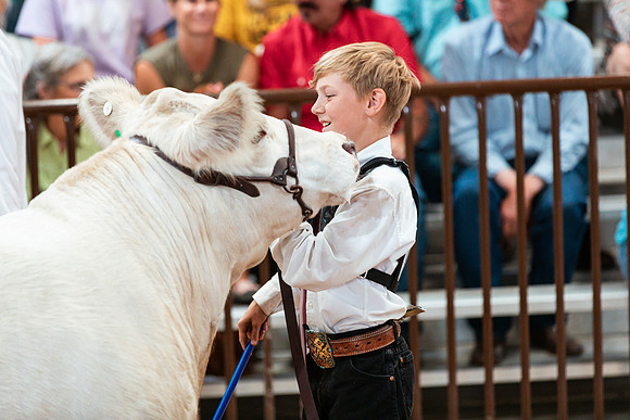 BEEF SHOWMANSHIP48