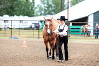 HORSE17