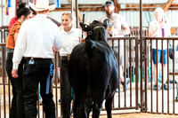 BEEF SHOWMANSHIP18