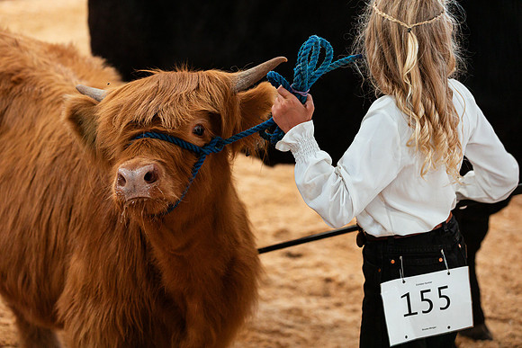BEEF SHOWMANSHIP53