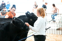 BEEF SHOWMANSHIP10