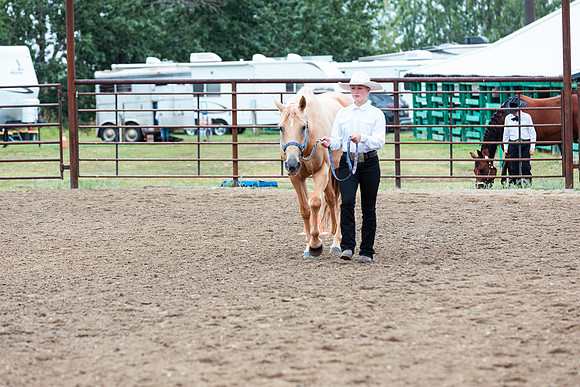 HORSE50