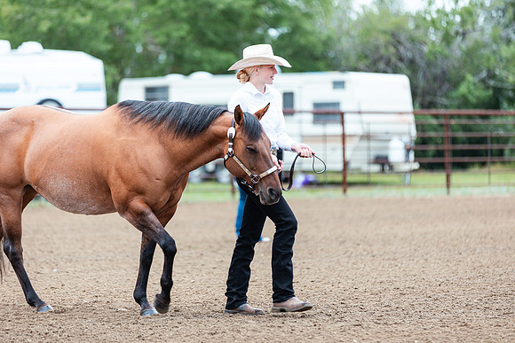 HORSE15