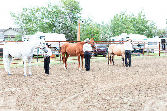 HORSE68