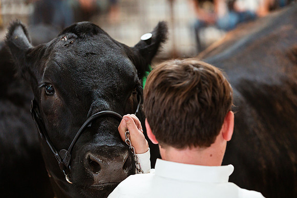 BEEF SHOWMANSHIP35