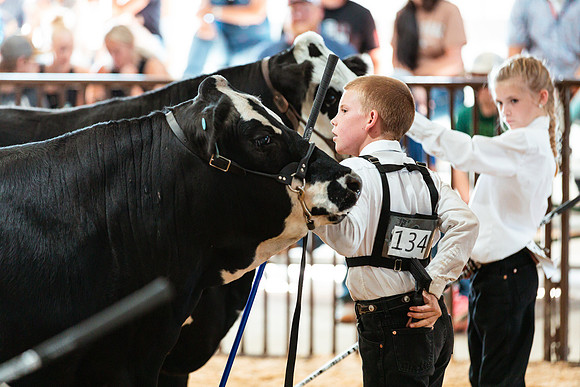 BEEF SHOWMANSHIP56
