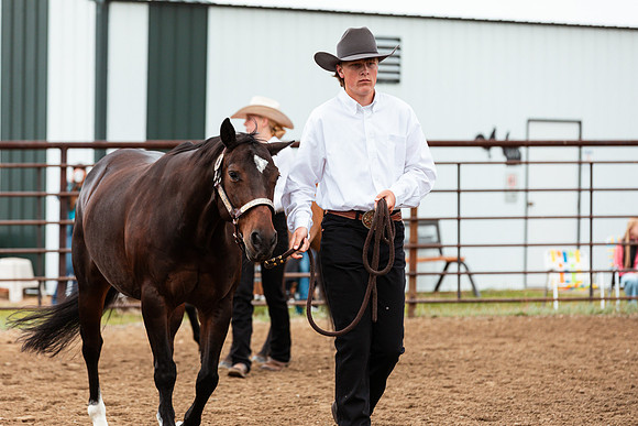 HORSE31