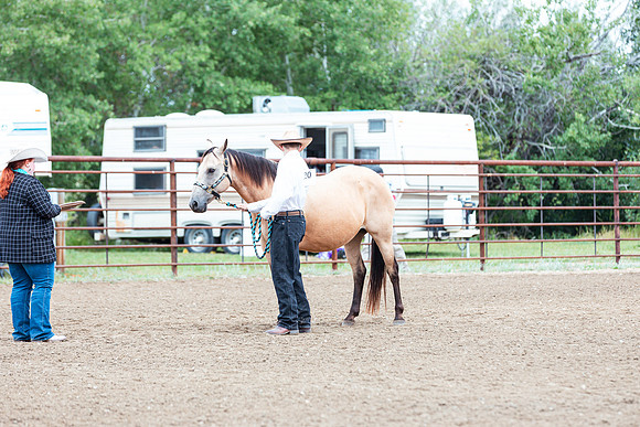 HORSE63