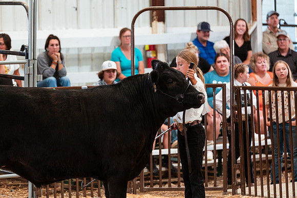 BEEF SHOWMANSHIP61