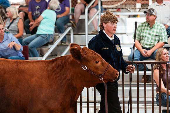 BEEF SHOWMANSHIP75