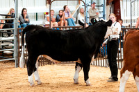 BEEF SHOWMANSHIP13