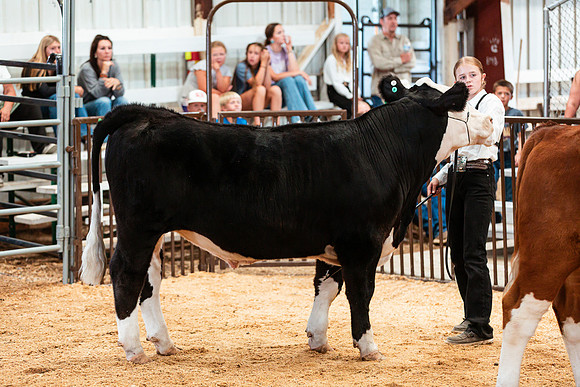 BEEF SHOWMANSHIP13