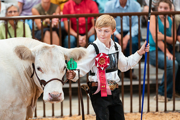 BEEF SHOWMANSHIP49