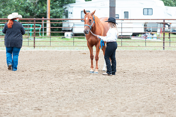 HORSE73
