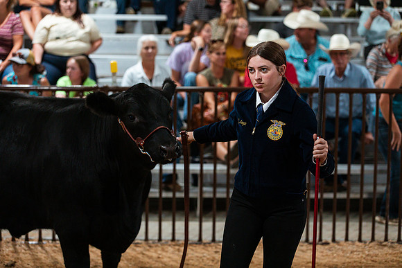 BEEF SHOWMANSHIP82