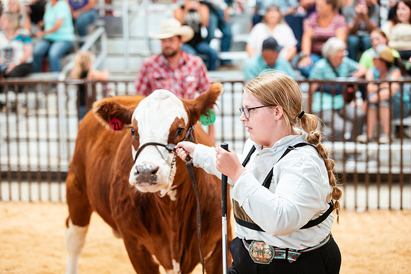 BEEF SHOWMANSHIP7