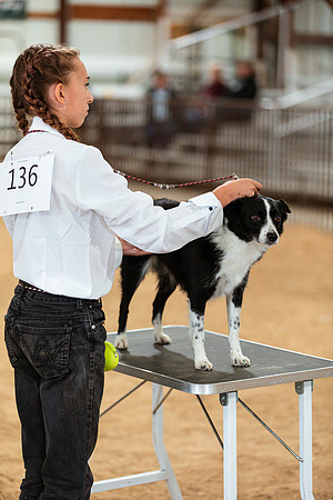 DOG131
