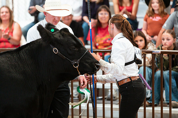 BEEF SHOWMANSHIP15