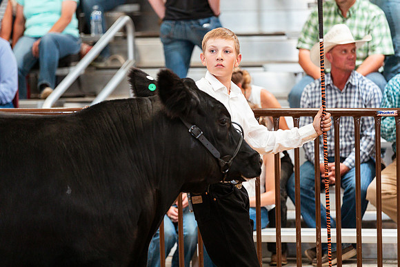 BEEF SHOWMANSHIP31