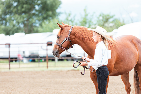 HORSE115