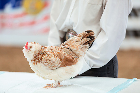 POULTRY14