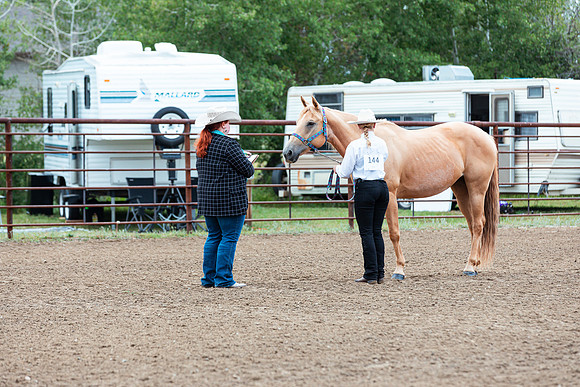 HORSE52