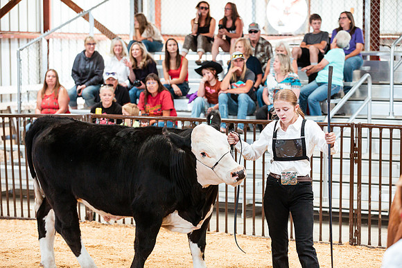 BEEF SHOWMANSHIP9