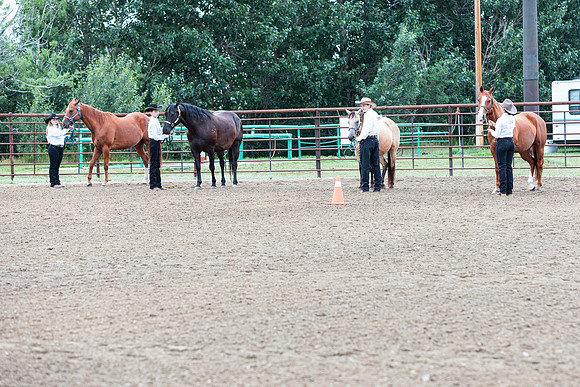 HORSE55