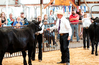 BEEF SHOWMANSHIP19