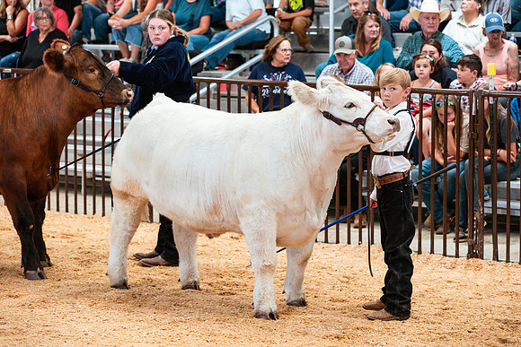 BEEF31