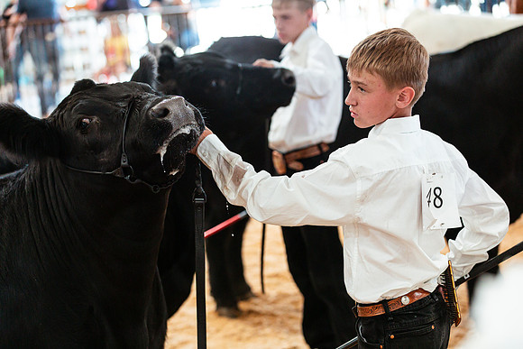 BEEF SHOWMANSHIP25