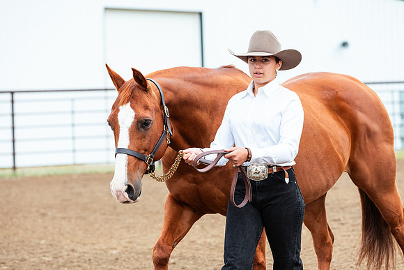 HORSE46