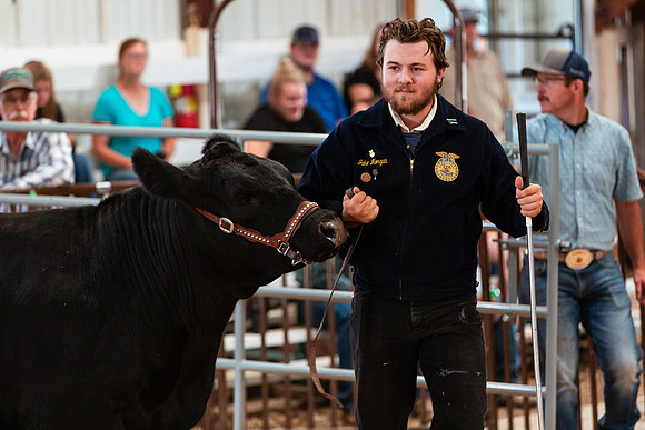 BEEF SHOWMANSHIP77