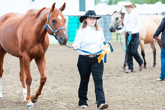 HORSE80