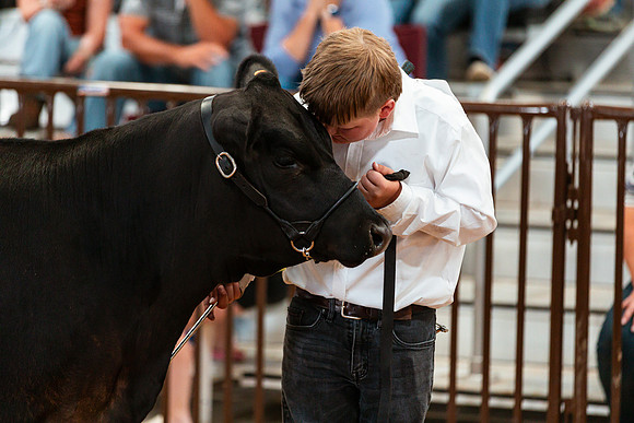 BEEF SHOWMANSHIP57