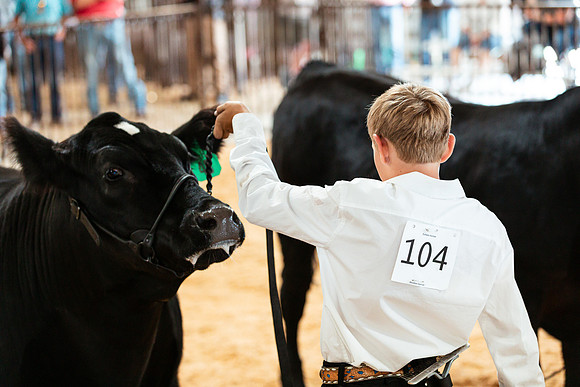 BEEF SHOWMANSHIP33
