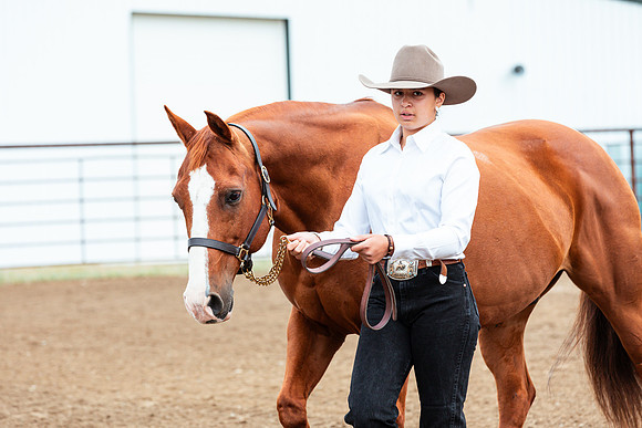 HORSE45